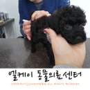 엘케이동물병원 이미지