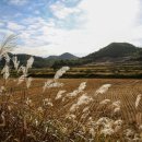 &#39;15년 남도가을출사여행 - 나주산림연구소 메타세콰이어길
