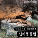 동물원 | 카피바라랑 눈 마주침? 가평 신비동물원 후기