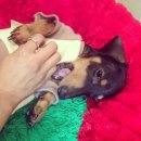 루나동물병원 이미지