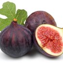 무화과나무 이미지