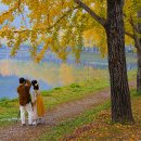 안개로가로수 이미지