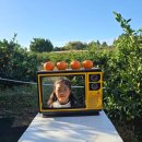 한라가든 | 파머스가든 제주 겨울 여행 아기랑 승마 귤따기 동물 포토존 내돈내산 솔직후기 날씨