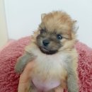 블랙파파도그하우스 이미지