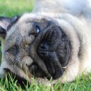 스카이애견 이미지