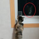 내친구고양이 이미지