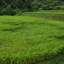 똘배농장 이미지