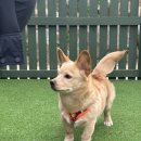 솔잎펜션 이미지