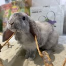 햄스터 분양 로던트 클럽 충남점 이미지