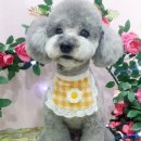 블링펫샾 이미지