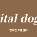 바이털독