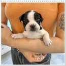 강아지분양 애견분양 퍼피플라워 중랑점 이미지