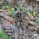 숲속애(愛)펜션 이미지