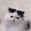 CatFlower