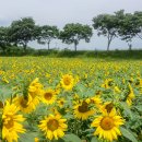 장성, 황룡강 기슭의 꽃들 이미지