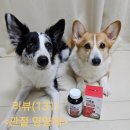 글로벌꿀벌동물병원 | (강아지 관절영양제 추천)페노비스 인캡슐 글루코사민 관절영양제 급여 후기