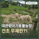 제일농장 | 대관령아기동물농장 먹이주기 체험 후기, 건초 무제한이라 더 좋았어요