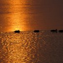 물고기자리 이미지