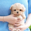 하나애견샵 | 경산 근처 믿을 수 있는 애견샵 후기