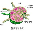 lymph node 이미지