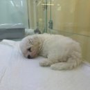 동행 애견 돌봄 센터 김포점 이미지