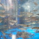 태안 독채 풀빌라 제프리 이미지