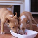 파주24시동물병원 이미지