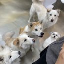 프로애견 이미지