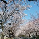 양산 벚꽃축제 이미지