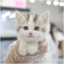 착한 고양이 이미지