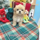 부산강아지분양 퍼피몰리 이미지