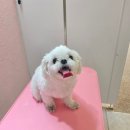 개이쁘댕 이미지