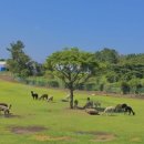 유일목장 이미지