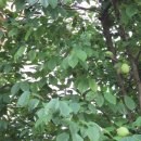 의령 충익사 모과나무 이미지