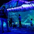 씨 라이프 이미지