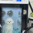 새롬유치원 | 아산 애견 목욕 베로니 후기 I 단골이 된 이유