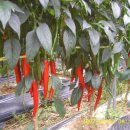 상내권역나실마을 | 고추 다수확재배를 위한 실·천·방·안.