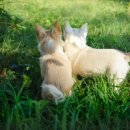 24시 라인동물의료센터 이미지