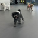 리츠펫 강남세곡점 네이버블로그