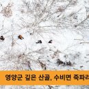 영양군청 오도창군수 미리만나보는 겨울왕국 영양 자작나무숲 경기포털 국민의소리 박주연기자 이미지