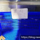 신호등 탕후루 네이버블로그