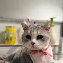 중랑구 동대문구 고양이 무마취미용 전문 고고펫~ 다묘가정 고양이무마취미용 후기~~