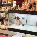 차차그루밍 이미지