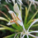 문주란 자생지 이미지