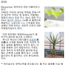 4.13.화. Vida salsa “Non alcohol cocktail” 정모 이미지