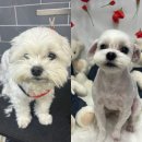 멍멍살롱 이미지