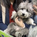 애견카페&호텔 댕댕당 이미지