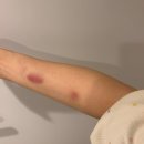 주식회사 아이엠게임 | 일본 도쿄 6박7일 자유여행 일정 | 2일차 (도쿄 디즈니랜드 디즈니씨 가는법, 어트랙션 추천, 식당 맛집...