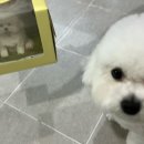 바우미우 이미지