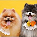 헬로우 독 이미지